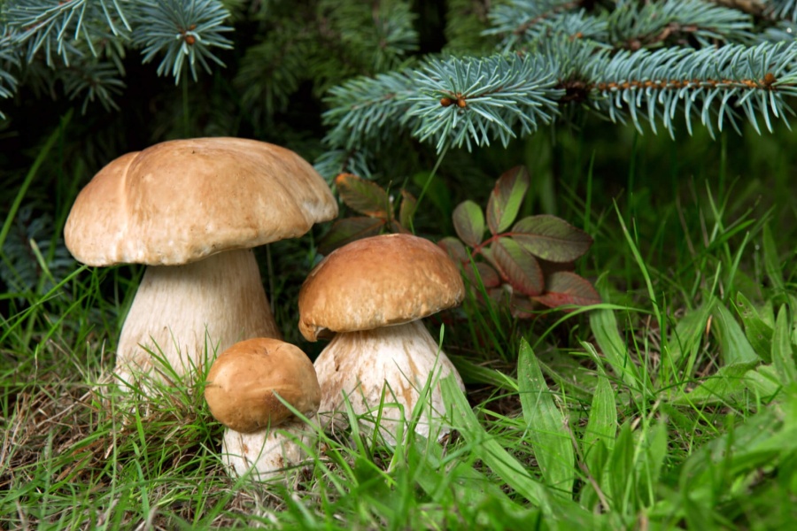 Schwammerl und Pilze suchen